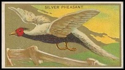 42 Silver Pheasant
